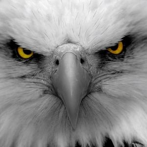 Read the Descriptions of the listing